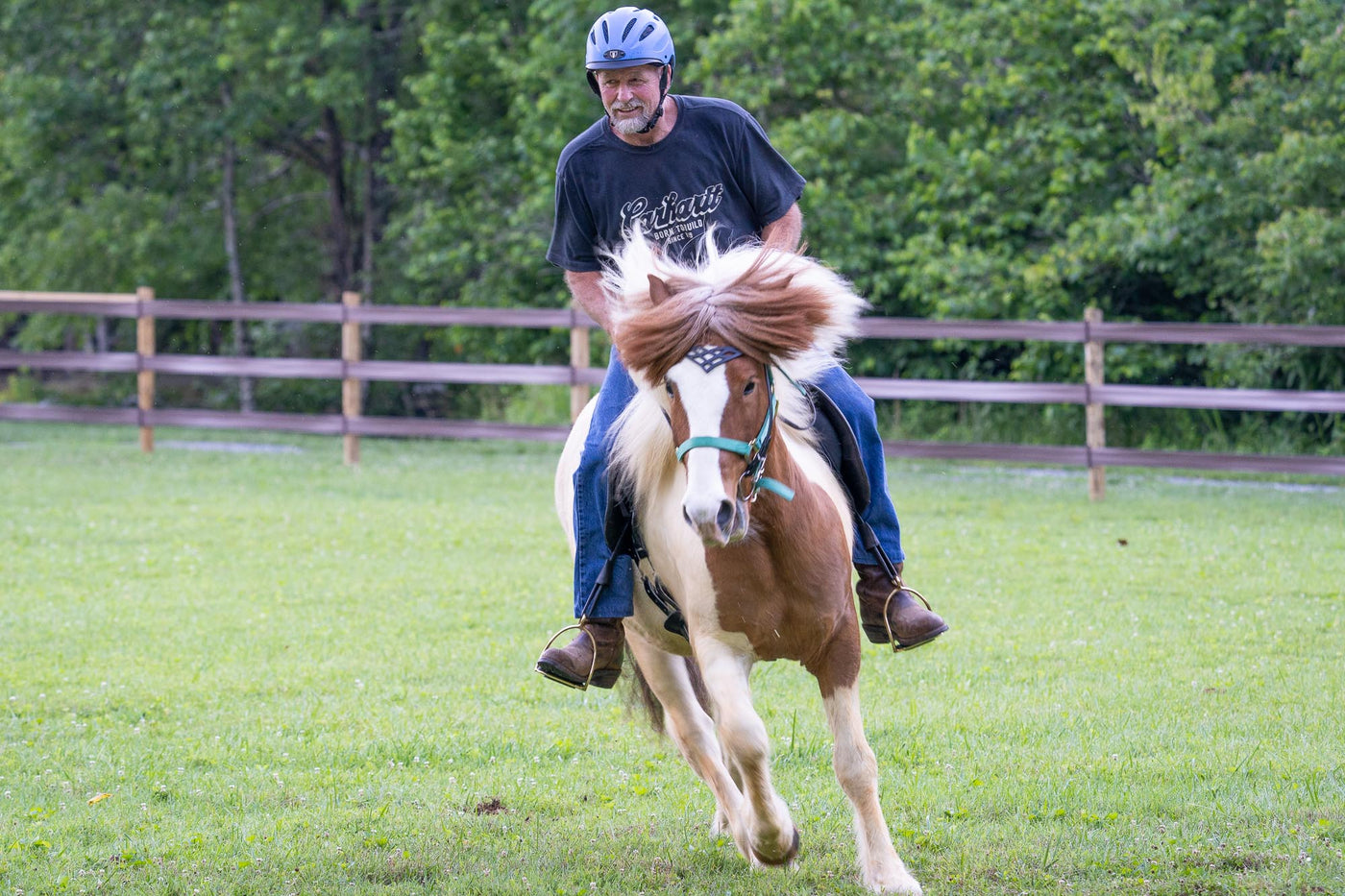 Why Horses?