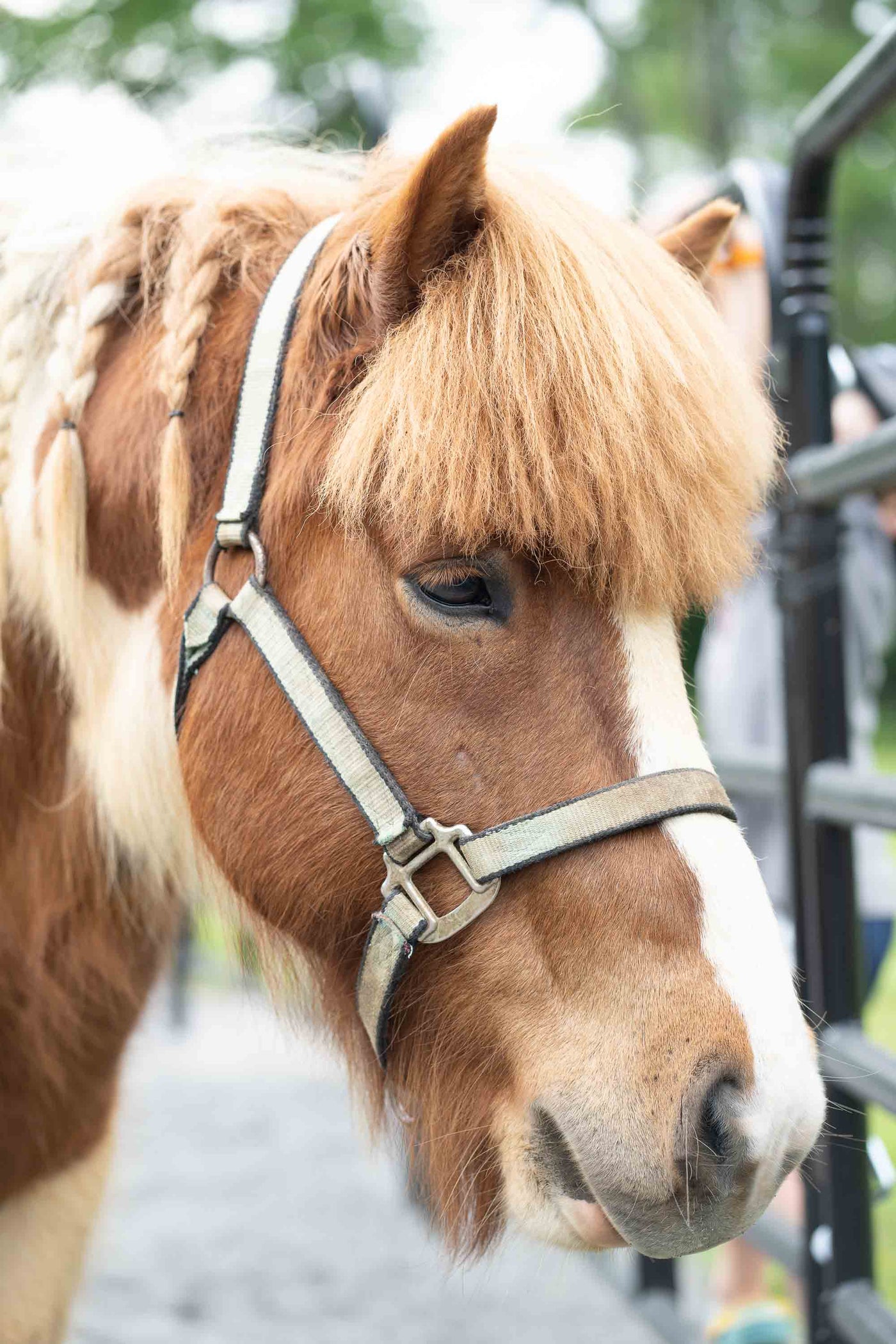 Why Horses?