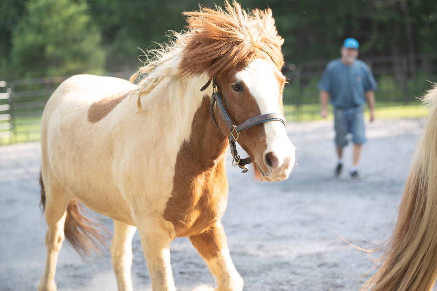 Why Horses?