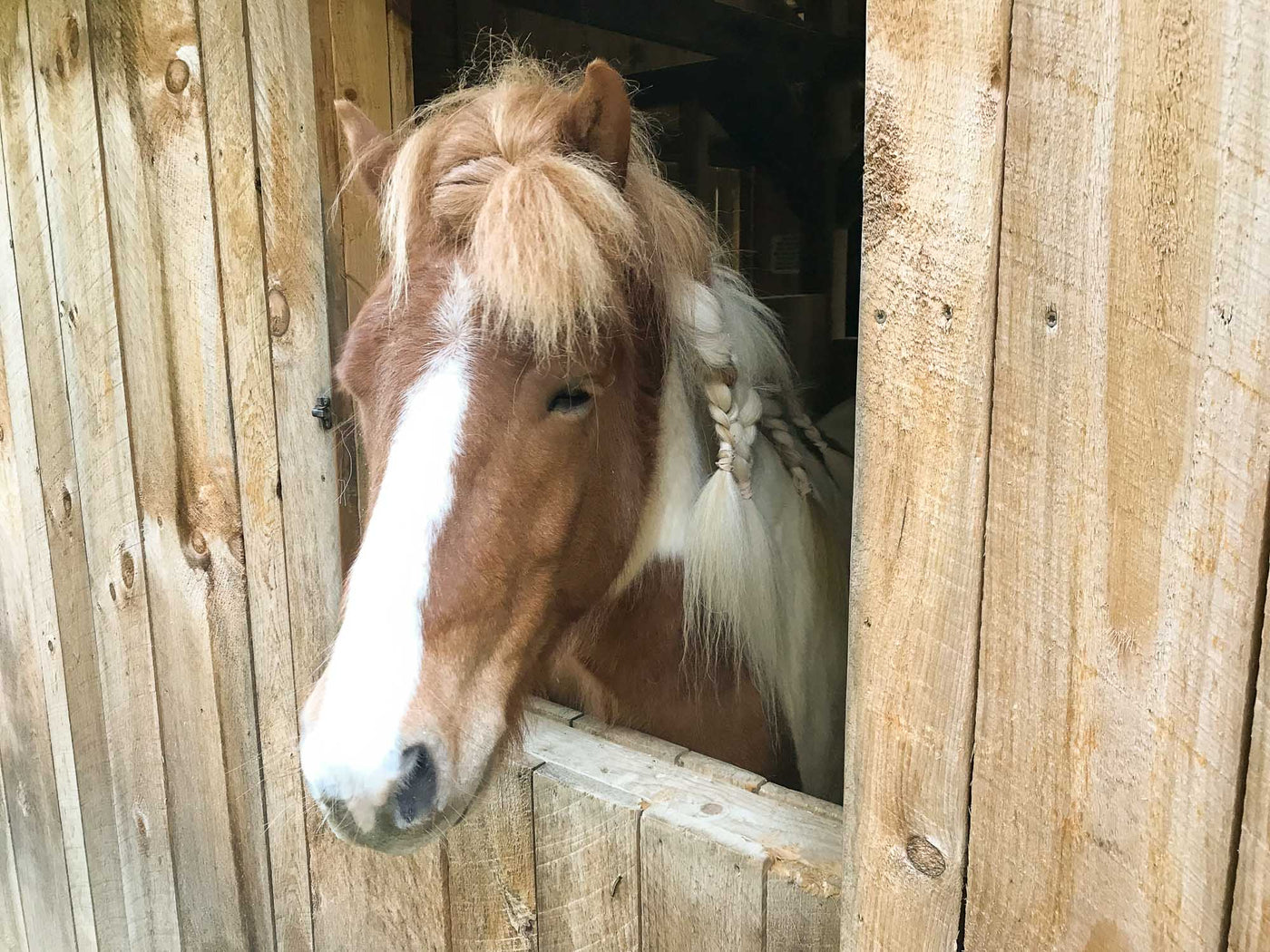 Why Horses?