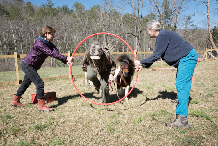 Equine Informed Therapy