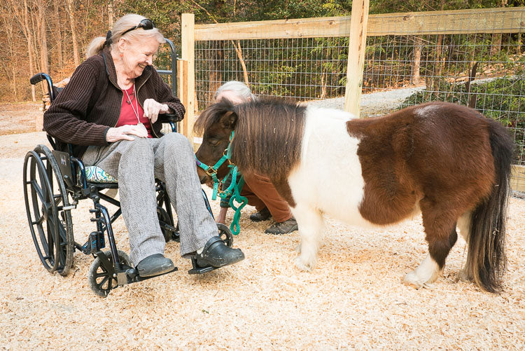 Equine Informed Therapy