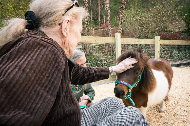 Equine Informed Therapy