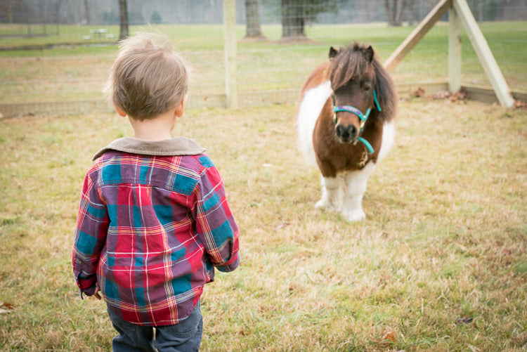 Equine Informed Therapy