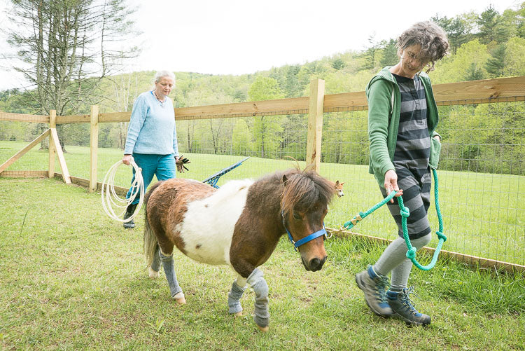 Equine Informed Therapy