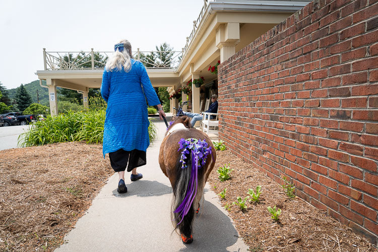 Mini Horse Therapy Visits