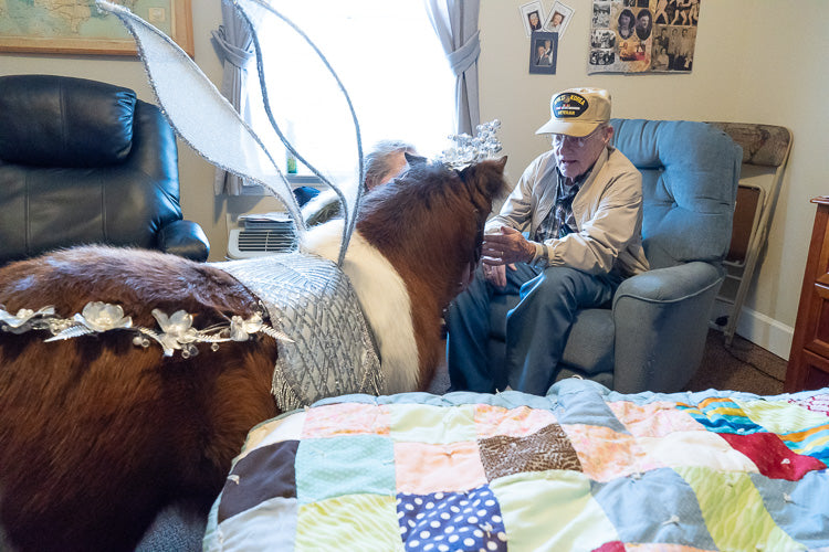 Mini Horse Therapy Visits