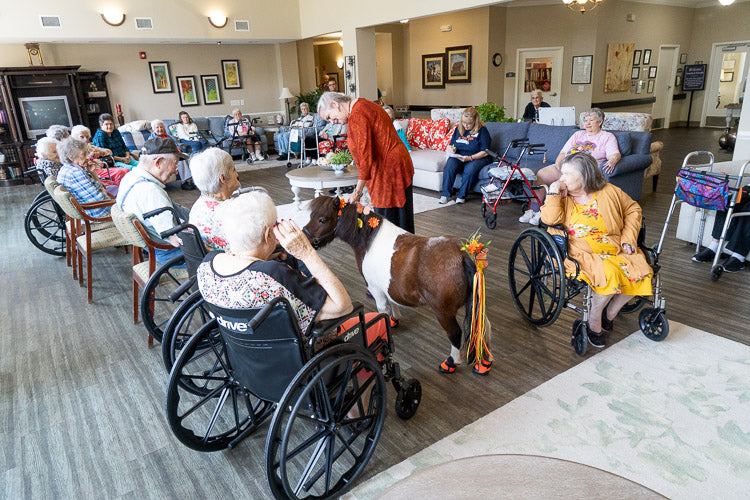 Mini Horse Therapy Visits