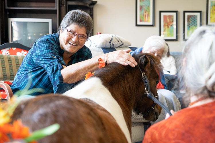 Mini Horse Therapy Visits