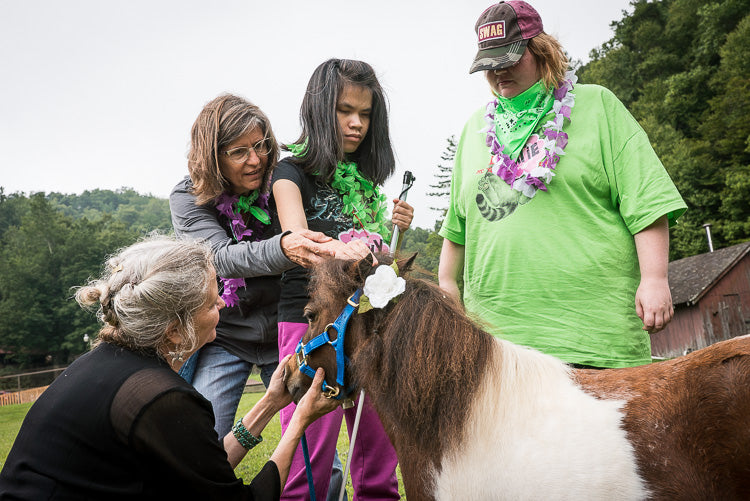 Mini Horse Therapy Visits