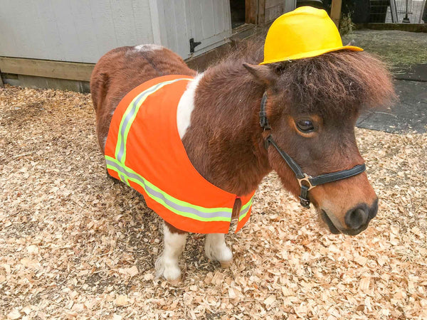 Construction Worker - Costume for Mini Horse with Construction Hat and High Visibility Work Vest