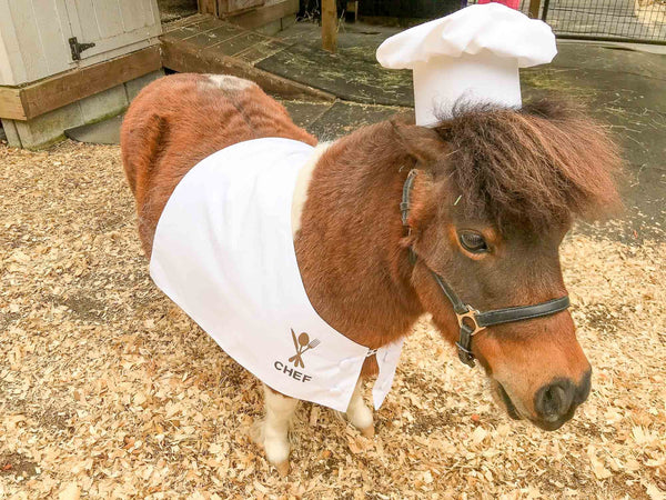 Farm to Table - Chef Costume for Mini Horse with Chef Hat and Jacket with Chef Insignia