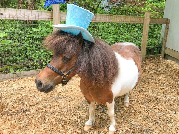 Aqua Frost - Top Hat for Miniature Horse