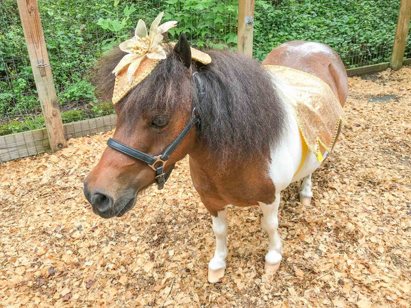 Sungold Glamour Horse - Costume for Miniature Horse