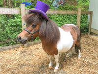Wonka-Tastic - Top Hat for Miniature Horse