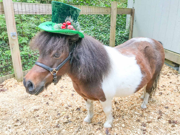 Dashing in the Snow - Top Hat for Miniature Horse