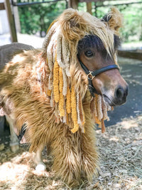 The Mini King -  Lion Costume for Mini Horse with Furry Mane and Tail