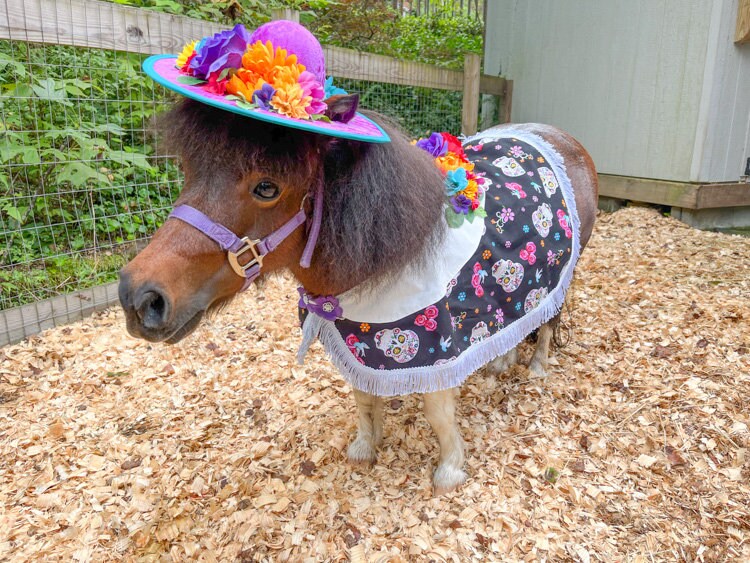Mini de los Muertos -  Day of the Dead costume with hat, cape and tail fascinator for Mini Horse