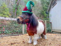 Evergreen Elf - Christmas Elf Hat for Miniature Horse