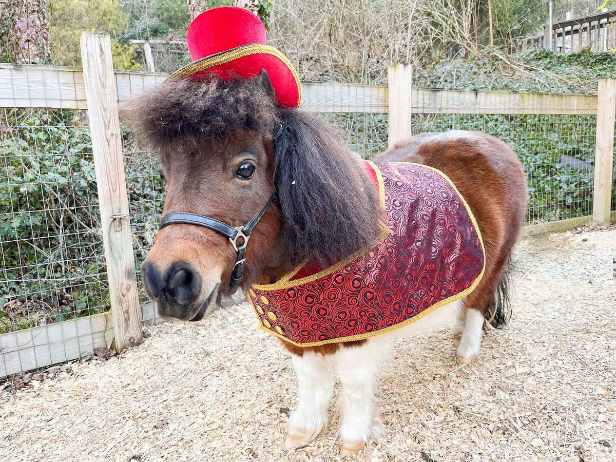 Romeo at the Ritz - Costume with Hat and Tuxedo Vest for Mini Horse