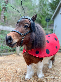 Fly Away Home -  Ladybug Costume with Antennaed Hat and Cape for Mini Horse