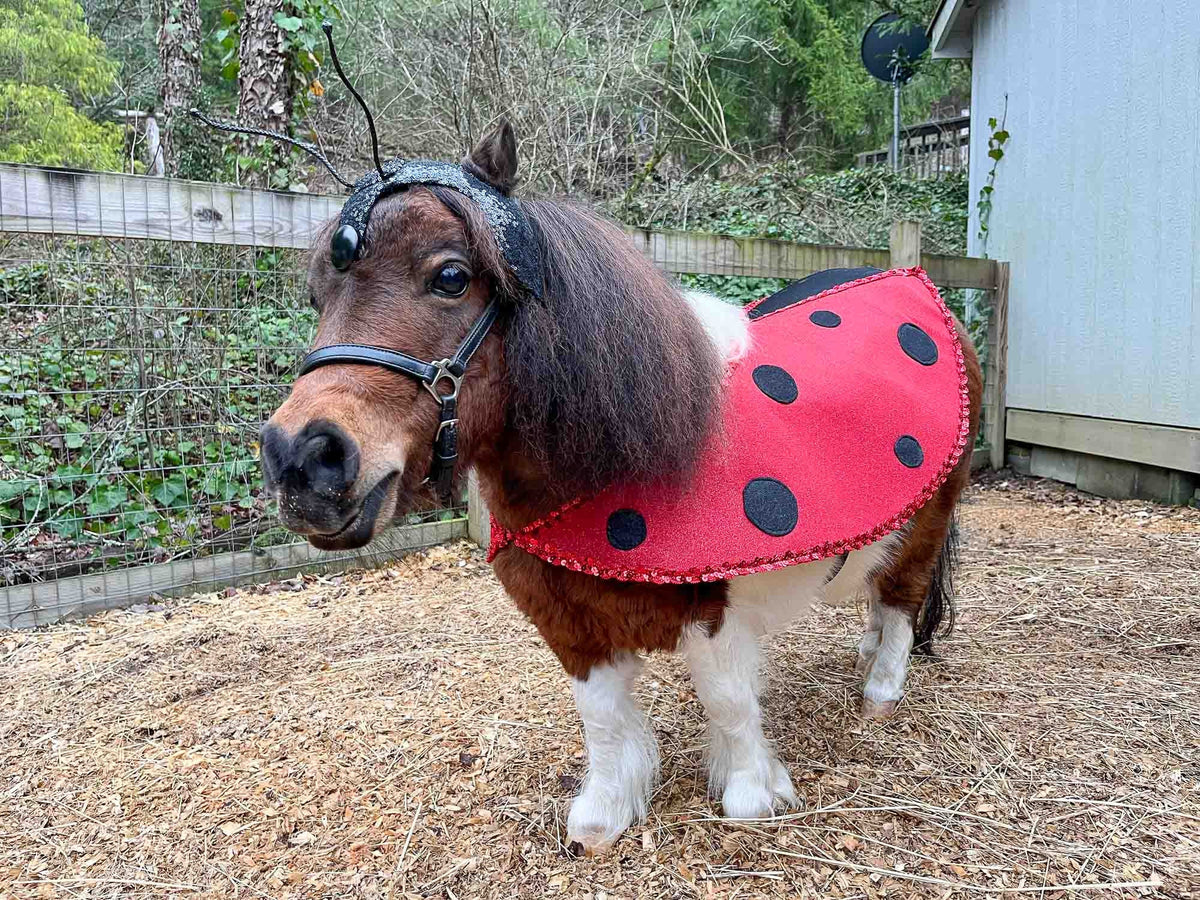 Fly Away Home -  Ladybug Costume with Antennaed Hat and Cape for Mini Horse