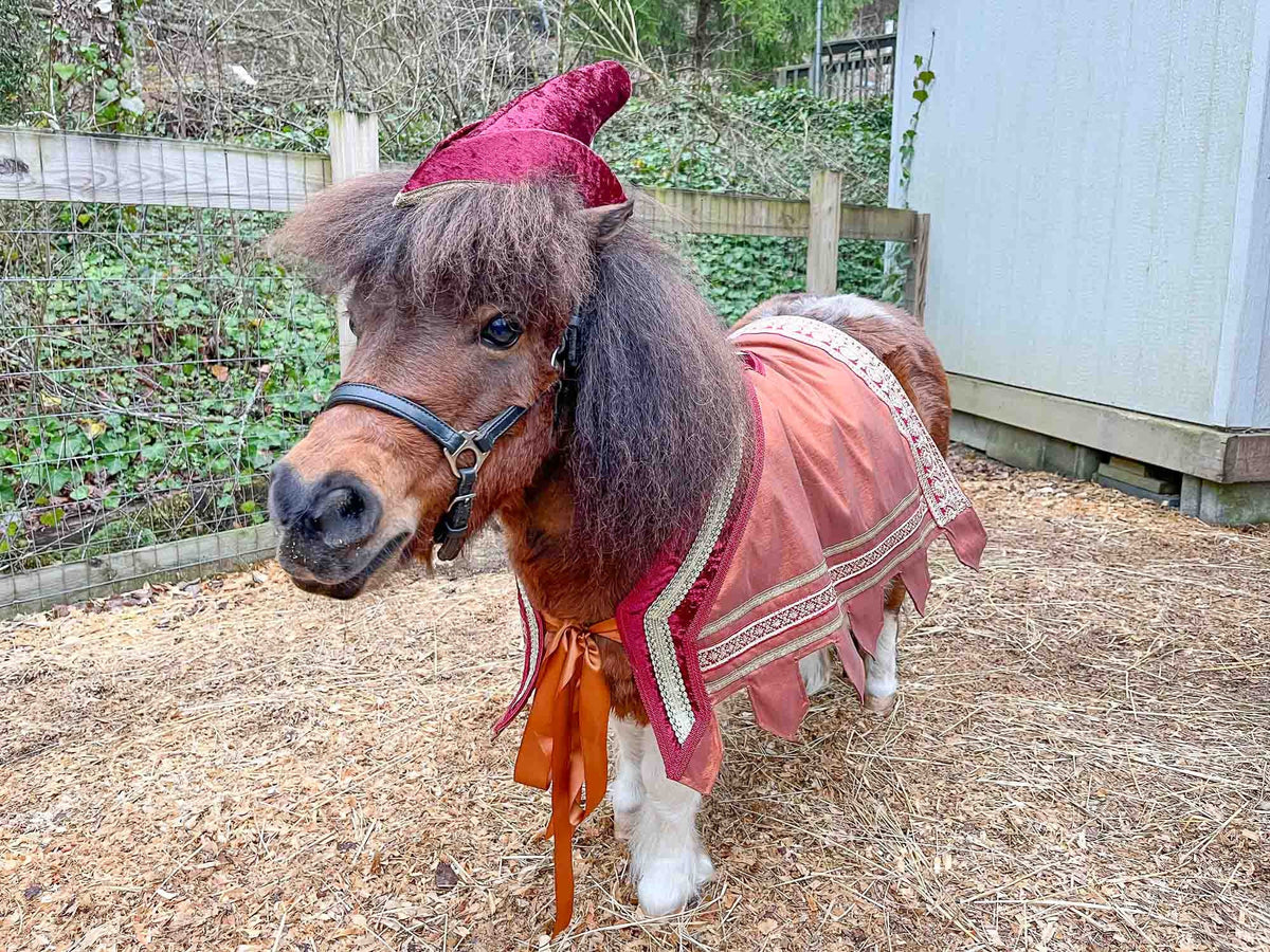 Mini Minstrel -  Robin Hood Costume for Mini Horse with Classic Hat and High Gothic Jacket