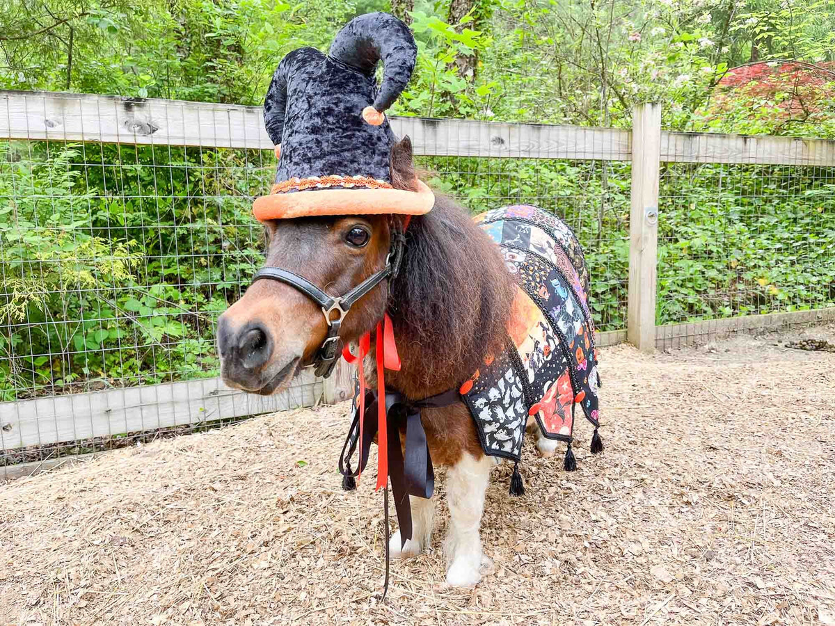 Hocus Pocus and Patches - Halloween Jester costume with hat and quilted cape for Mini Horse