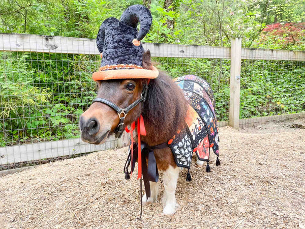 Hocus Pocus and Patches - Halloween Jester costume with hat and quilted cape for Mini Horse