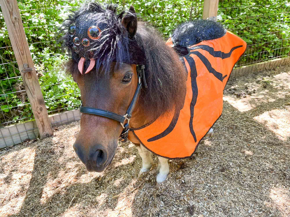 Spooky Spider Rider -  Halloween Costume for Mini Horse with Spider Hat and Pumpkin Orange Cape