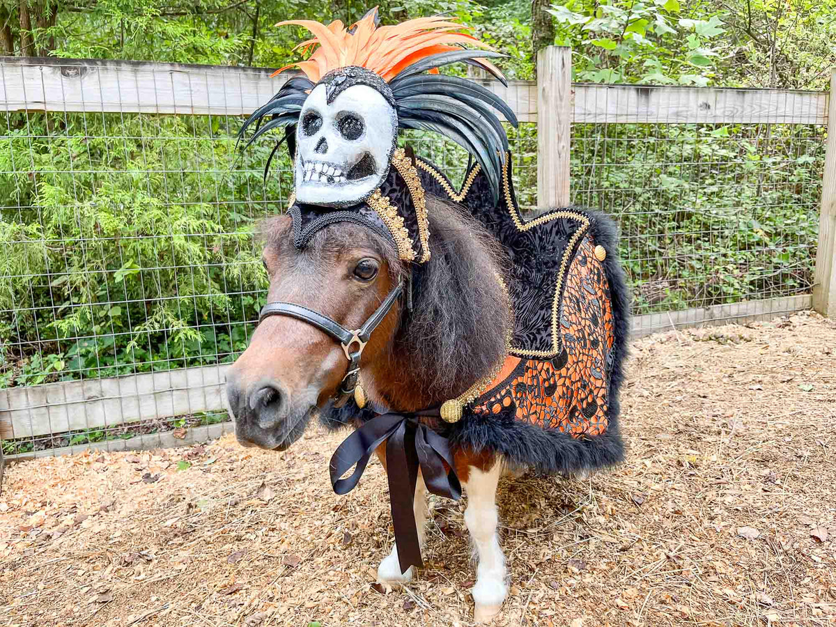 Baroness of the Boneyard - Halloween Headdress with Skull, Stand Up Collar, and Lacey Skull Cape for Mini Horse