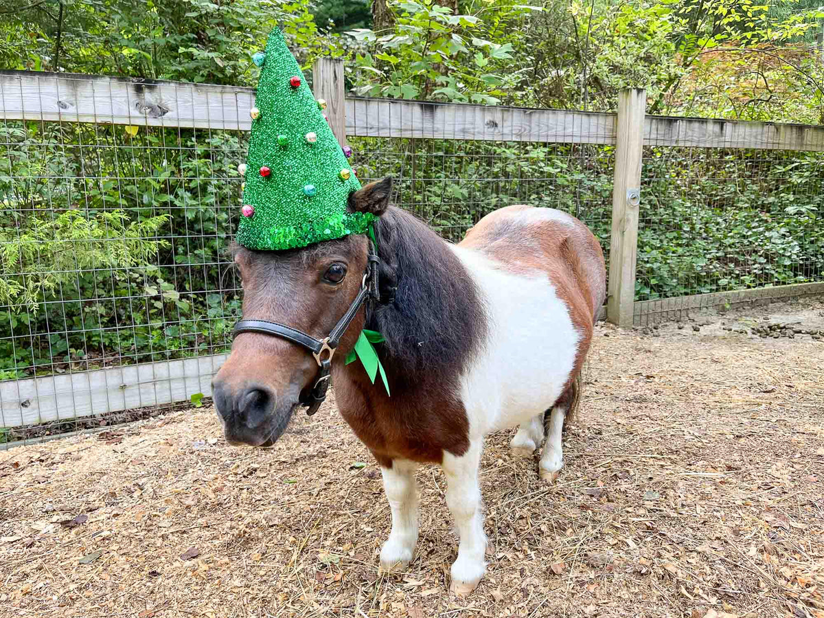 Pine and Dandy - Christmas Hat for Miniature Horse