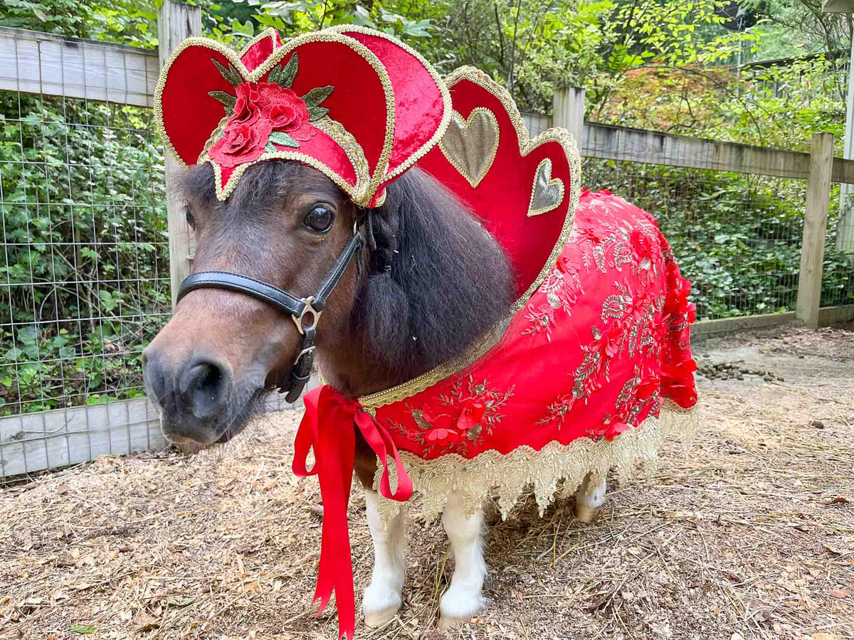 Queen of Hearts -  Halloween Costume with Hat and Cape for Mini Horse
