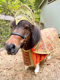 Maid Marion - Halloween Maiden Costume with Hat and Laced Bodice for Mini Horse