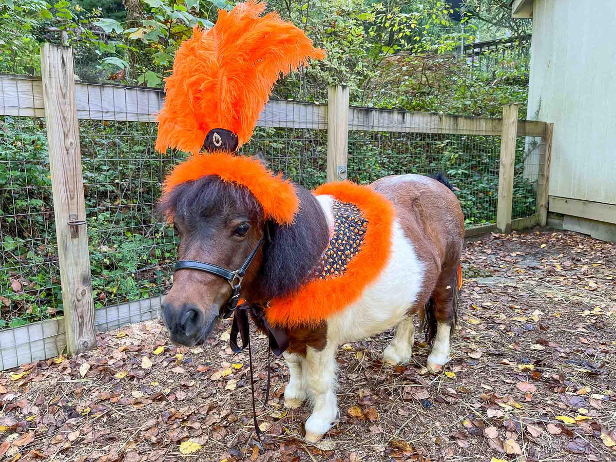Candy Corn Cabaret - Feathered Headdress and Cape for Mini Horse