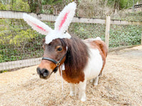 Cottontail Crown - Easter Bunny Head Piece for Mini Horse