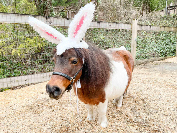 Cottontail Crown - Easter Bunny Head Piece for Mini Horse