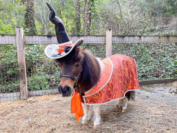 Witch of the Enchanted Forest-  Witch costume with hat and cape for Mini Horse