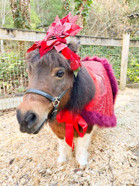 Poinsettia Parade Splendor - Headdress, Cape and Tail Fascinator for Mini Horse