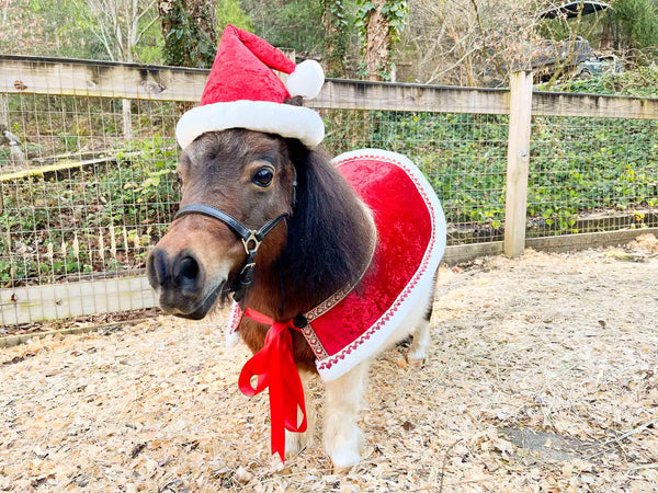 Mini Claus the Merry - Santa Hat and Velvet Embroidered Cape for Mini Horse