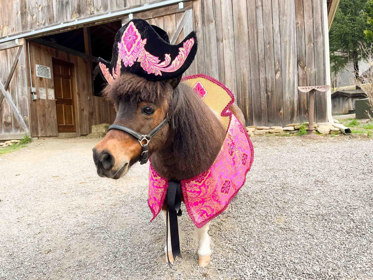Rosé Rogue Raider - Pirate Costume for Mini Horse with Hat and Swashbuckler Jacket