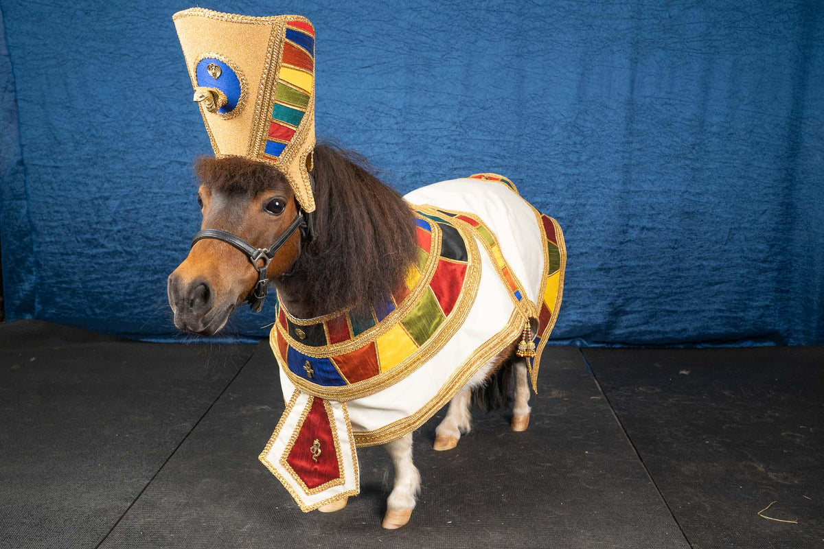 Tiny Tut - Egyptian Pharaoh Costume for Mini Horse
