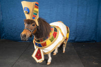 Tiny Tut - Egyptian Pharaoh Costume for Mini Horse