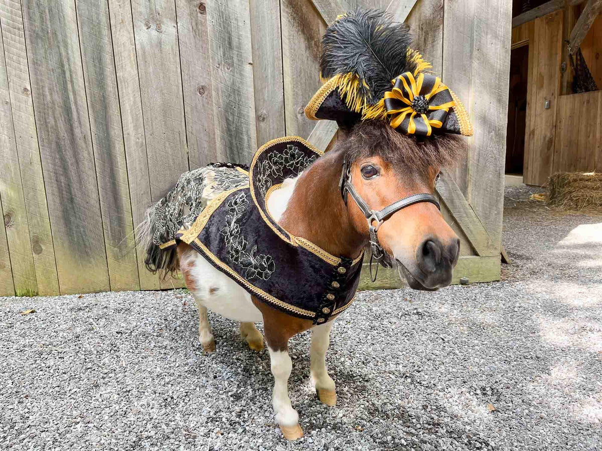 Golden Galleon Rogue - Pirate Costume for Mini Horse with Plumed Hat and Swashbuckler Jacket