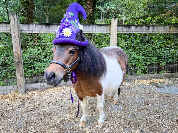 Moonpetal - Gnome Hat for Miniature Horse