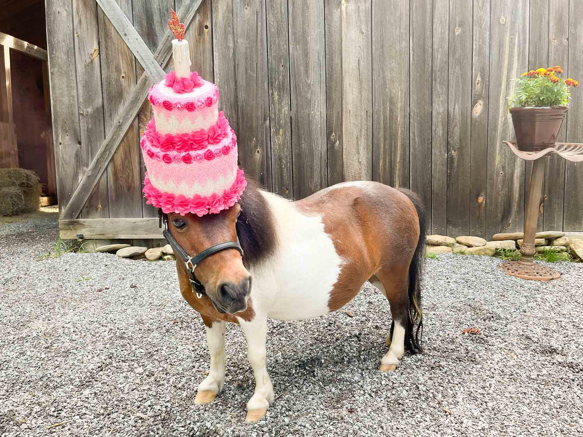 Birthday Cake-a-Licious - Hat for Miniature Horse