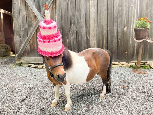 Birthday Cake-a-Licious - Hat for Miniature Horse