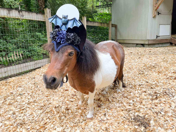 Twilight Tango - Halloween Hat for Mini Horse