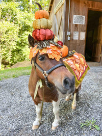 Pumpkin Paradise -  Halloween Costume with Pumpkin Hat and Fancy Saddle for Mini Horse